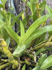 Epidendrum ciliare
