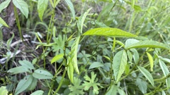 Cullen microcephalum