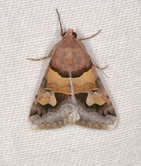 Drasteria pallescens