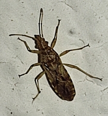 Belonochilus numenius