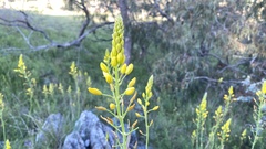 Bulbine glauca