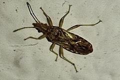 Belonochilus numenius