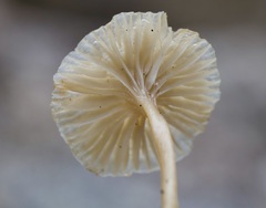 Gerronema subclavatum