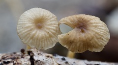 Gerronema subclavatum