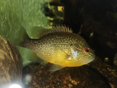 Lepomis peltastes