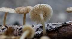 Gerronema subclavatum