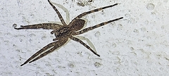 Zoropsis spinimana