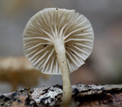 Gerronema subclavatum