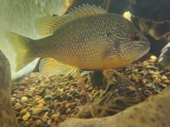 Lepomis peltastes