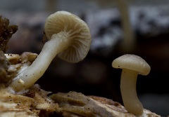 Gerronema subclavatum