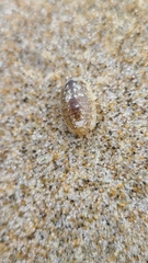 Alloniscus perconvexus