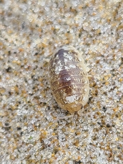 Alloniscus perconvexus