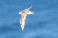 Calidris fuscicollis