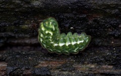 Callophrys