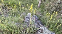 Bulbine glauca