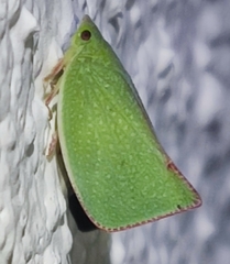 Siphanta acuta