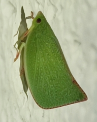 Siphanta acuta