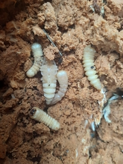 Prionoplus reticularis