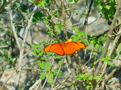 Dryas iulia moderata
