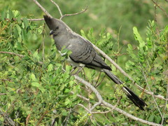 Corythaixoides leucogaster