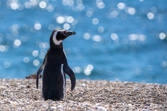 Spheniscus magellanicus