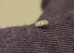 Corythucha ciliata