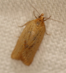 Clepsis divulsana