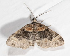 Xanthorhoe ferrugata