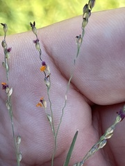 Panicum coloratum