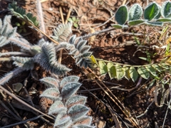 Astragalus mollissimus