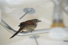 Synallaxis albescens