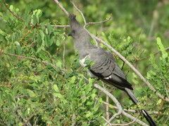 Corythaixoides leucogaster
