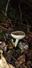 Lactarius costaricensis