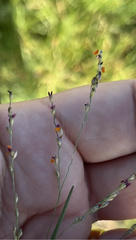 Panicum coloratum