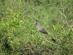 Corythaixoides leucogaster