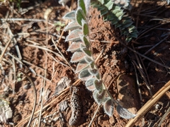 Astragalus mollissimus