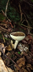 Lactarius costaricensis