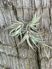 Tillandsia loliacea