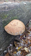 Hemipholiota populnea