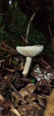 Lactarius costaricensis