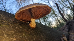 Hemipholiota populnea