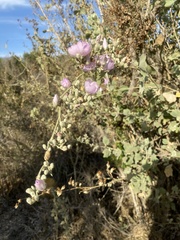 Malacothamnus fasciculatus nuttallii