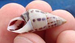 Drymaeus interpunctus