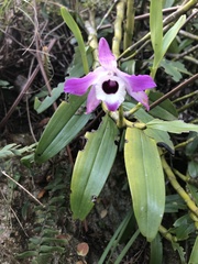 Dendrobium nobile