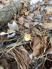 Hygrophorus flavodiscus