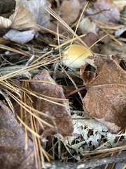 Hygrophorus flavodiscus