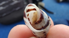 Drymaeus interpunctus