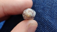 Drymaeus interpunctus