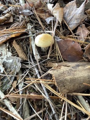 Hygrophorus flavodiscus