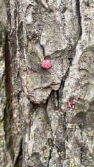 Tulasnella aurantiaca